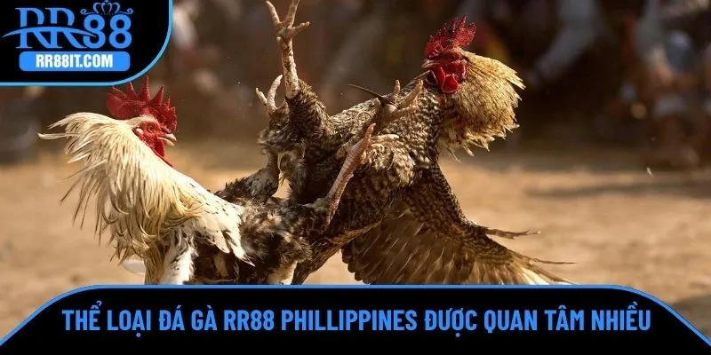 Thể loại đá gà RR88 Phillippines cũng được quan tâm tại sảnh