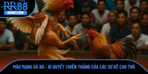 Màu Mạng Gà Đá - Bí Quyết Chiến Thắng Của Các Sư Kê Cao Thủ